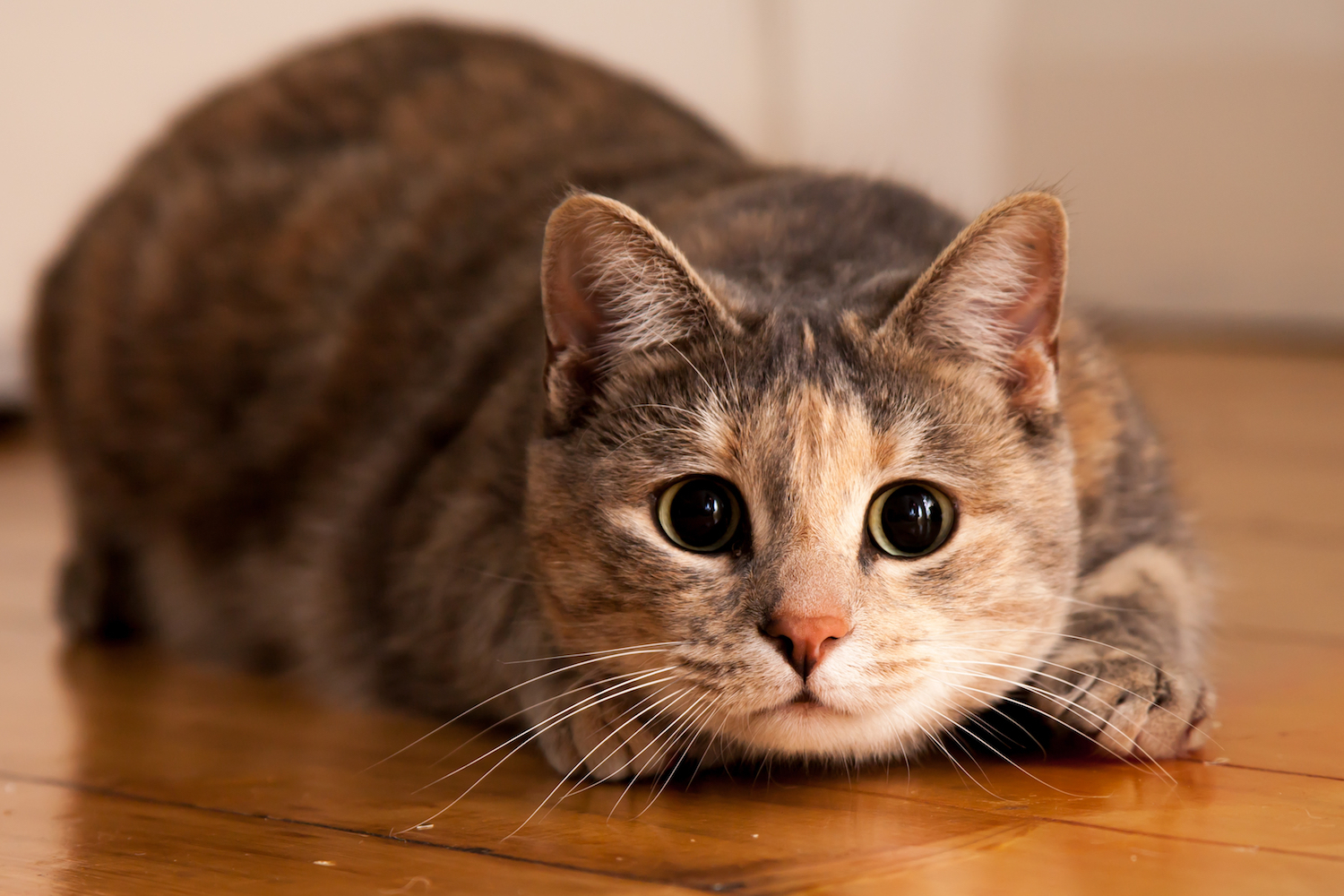 Учёный объяснил, почему кошки трясут задними конечностями перед тем, как наброситься на добычу