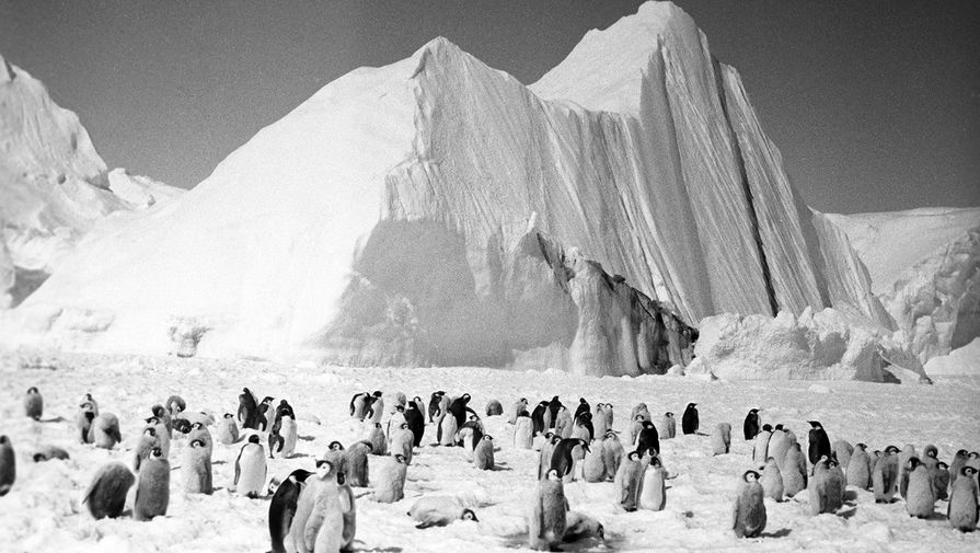 Ученые предупредили о риске вымирания 99% императорских пингвинов из-за таяния Антарктиды